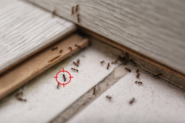 Best Commercial Pest Control Services  in Eagle Pass, TX