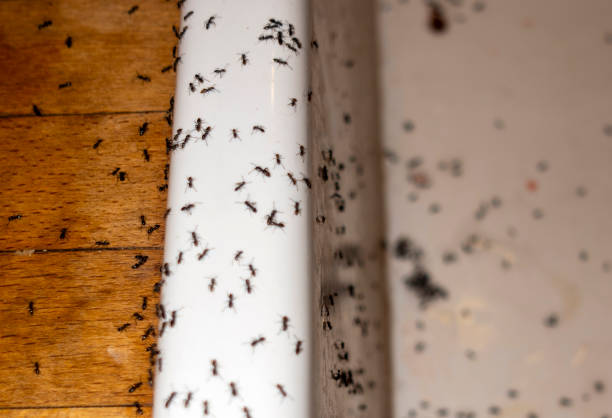 Best Affordable Pest Control Services  in Eagle Pass, TX